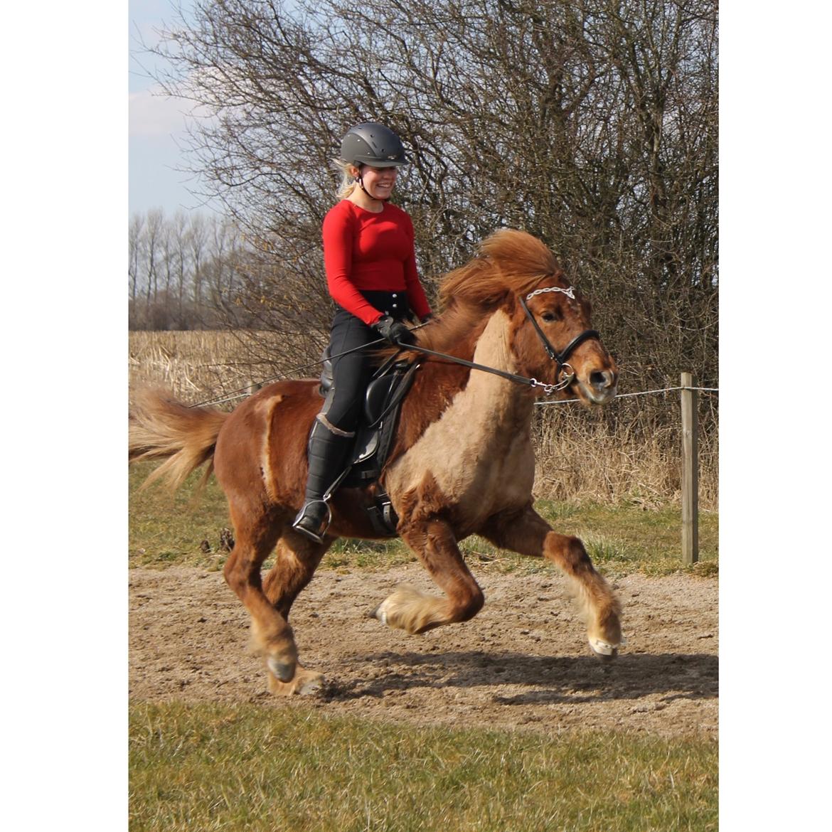 Islænder Eldingur fra Rønnow billede 7