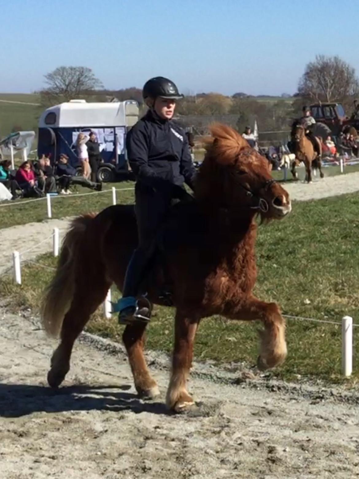 Islænder Eldingur fra Rønnow - Nr 2 hyggestævne ved stald Eyfjord billede 9