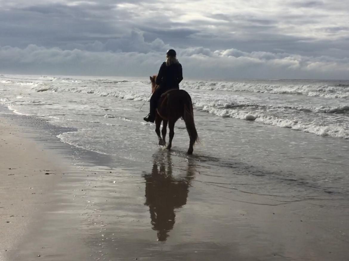 Islænder Eldingur fra Rønnow billede 8