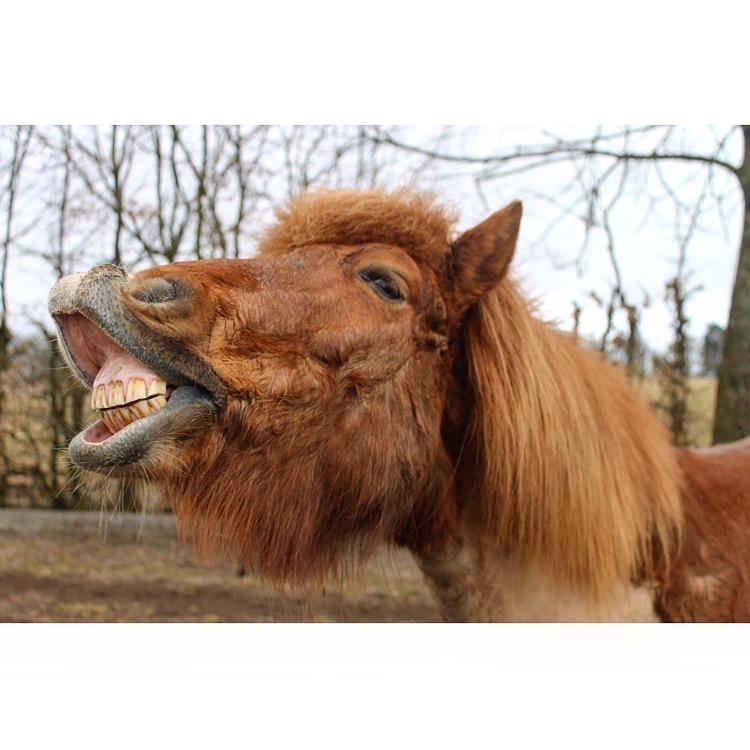 Islænder Eldingur fra Rønnow billede 10