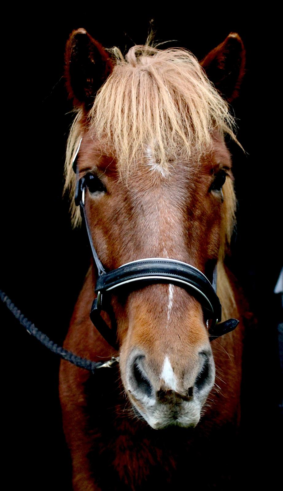 Islænder Eldingur fra Rønnow billede 14