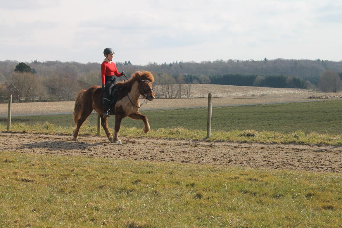 Islænder Eldingur fra Rønnow billede 3