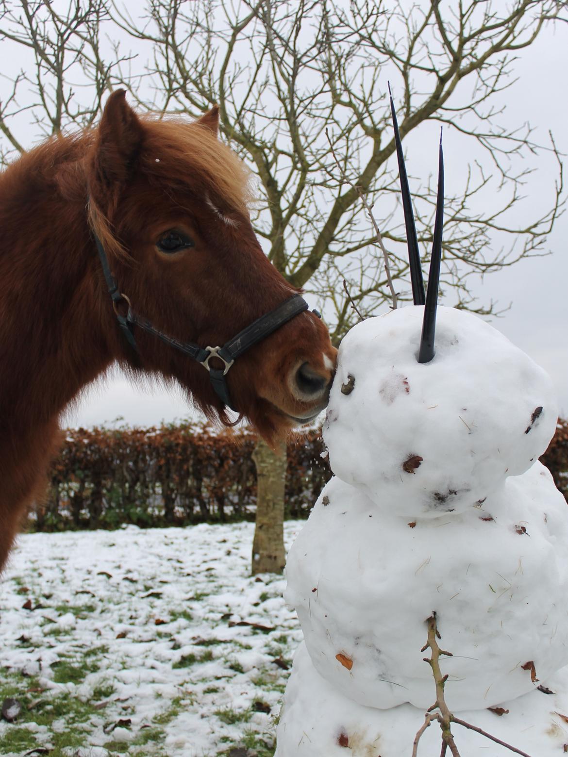 Islænder Eldingur fra Rønnow billede 18