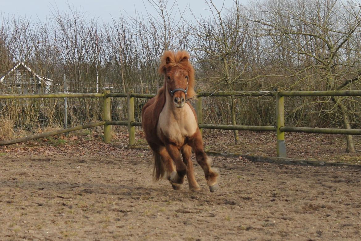 Islænder Eldingur fra Rønnow billede 15
