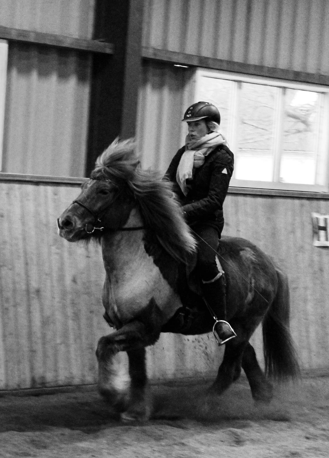 Islænder Eldingur fra Rønnow billede 19