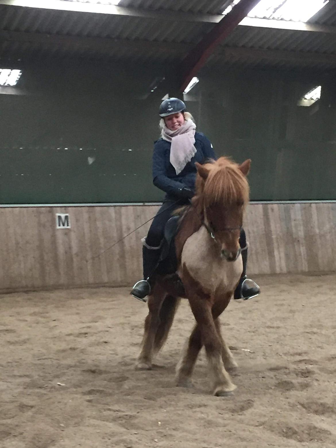 Islænder Eldingur fra Rønnow billede 12