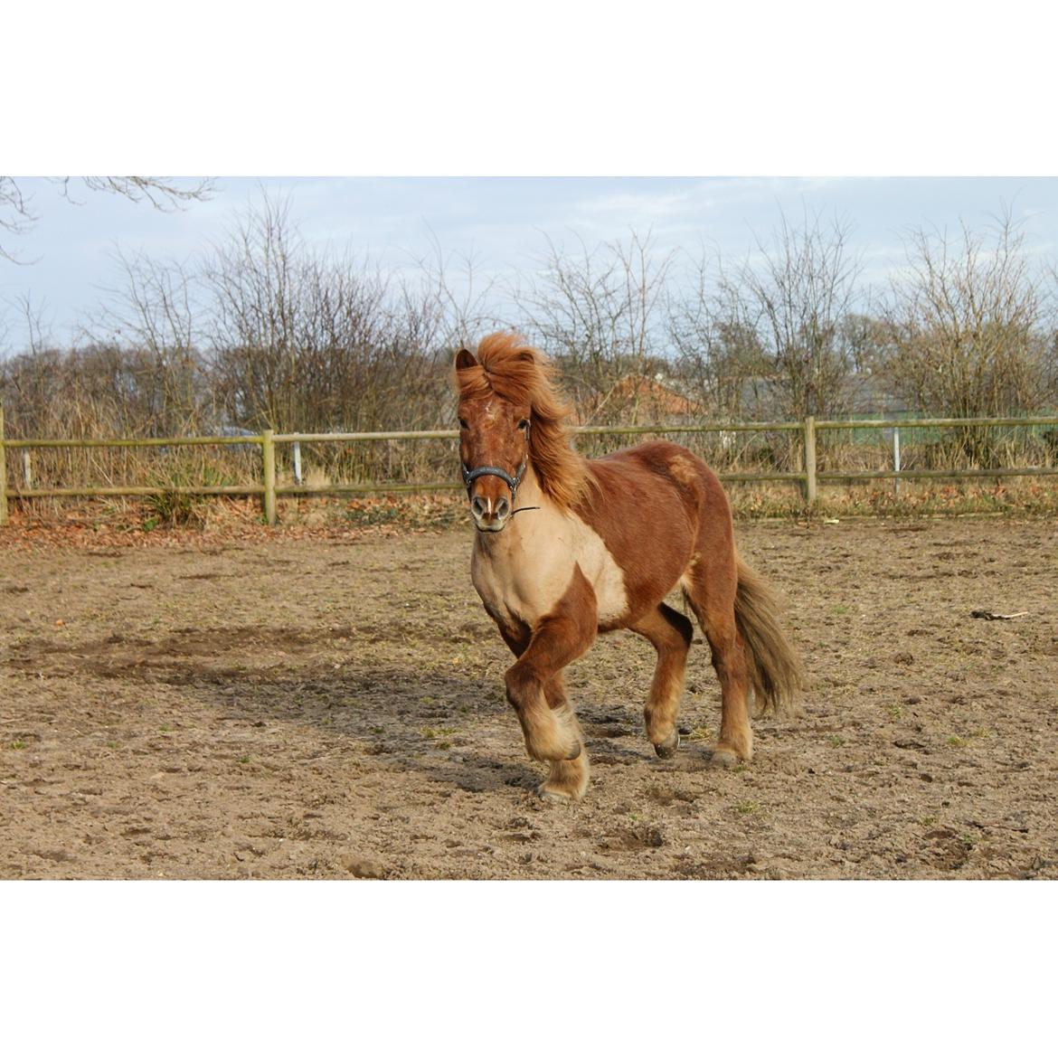 Islænder Eldingur fra Rønnow billede 20