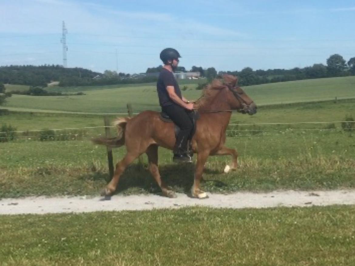 Islænder Eldingur fra Rønnow billede 4