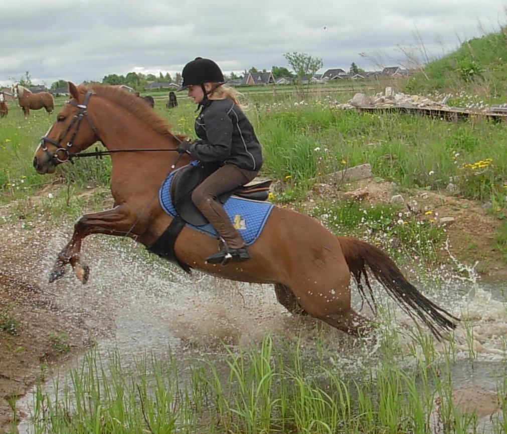 DSP Hvidelandsgårds Je'taime | solgt :( billede 2