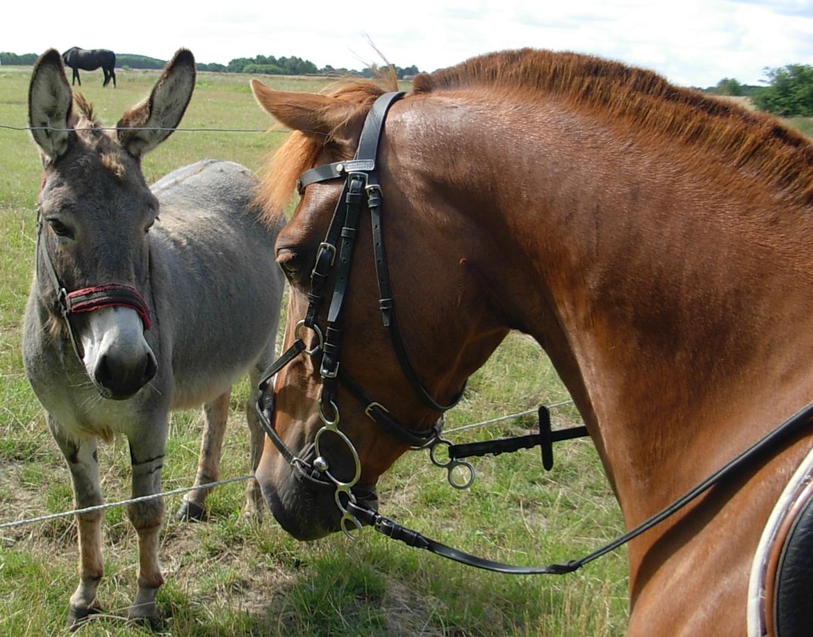 DSP Hvidelandsgårds Je'taime | solgt :( billede 3