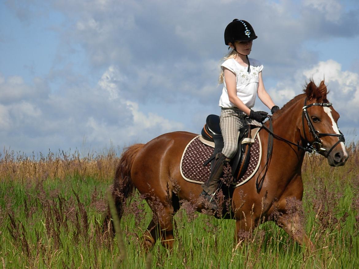 DSP Hvidelandsgårds Je'taime | solgt :( billede 4