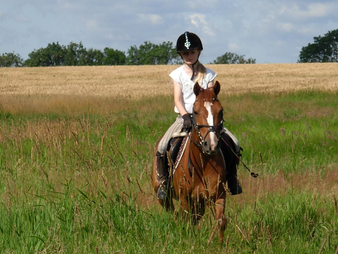 DSP Hvidelandsgårds Je'taime | solgt :( billede 5