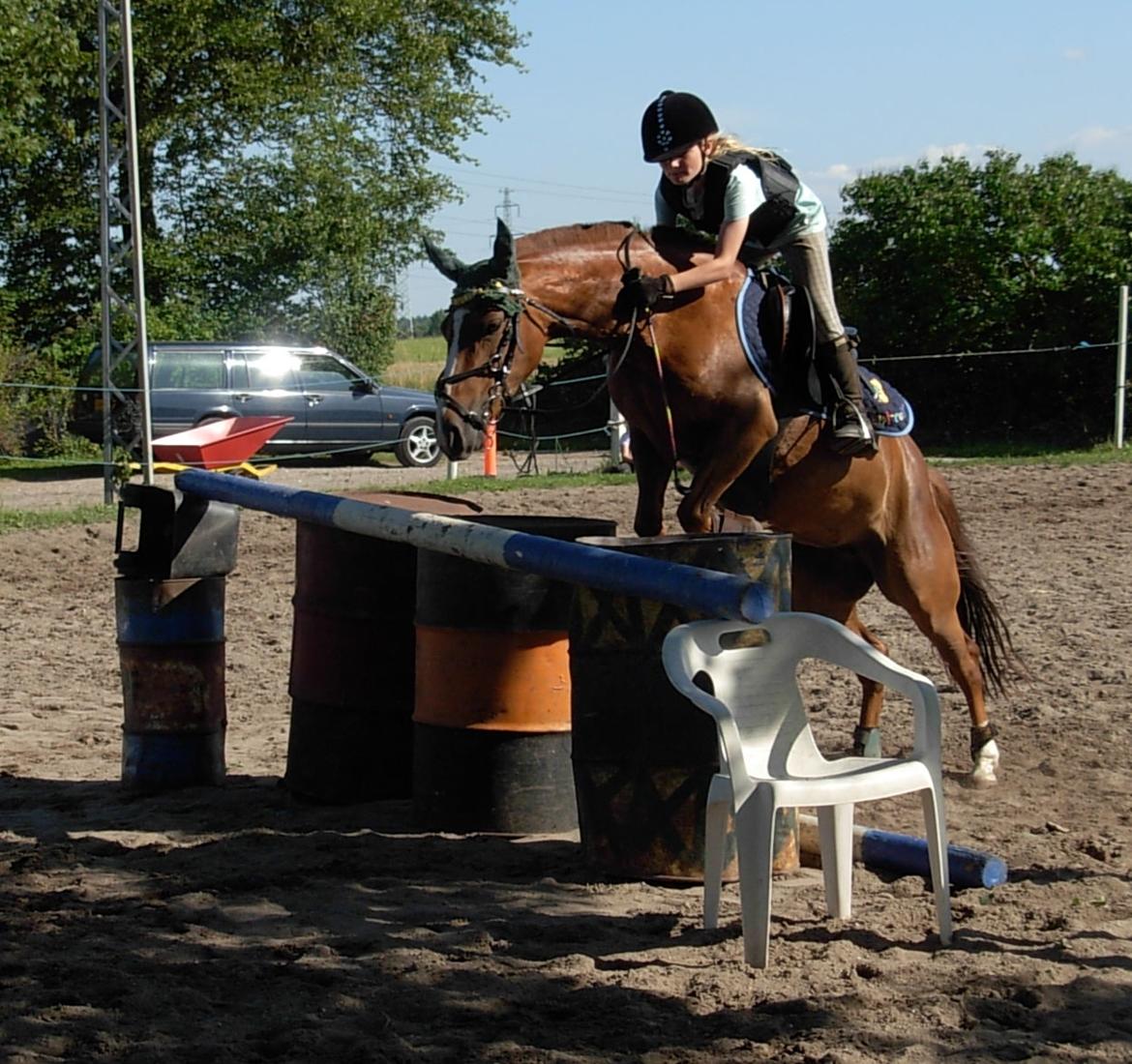 DSP Hvidelandsgårds Je'taime | solgt :( billede 6