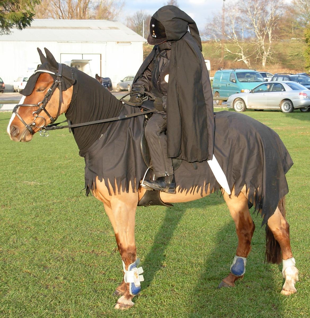 DSP Hvidelandsgårds Je'taime | solgt :( billede 7