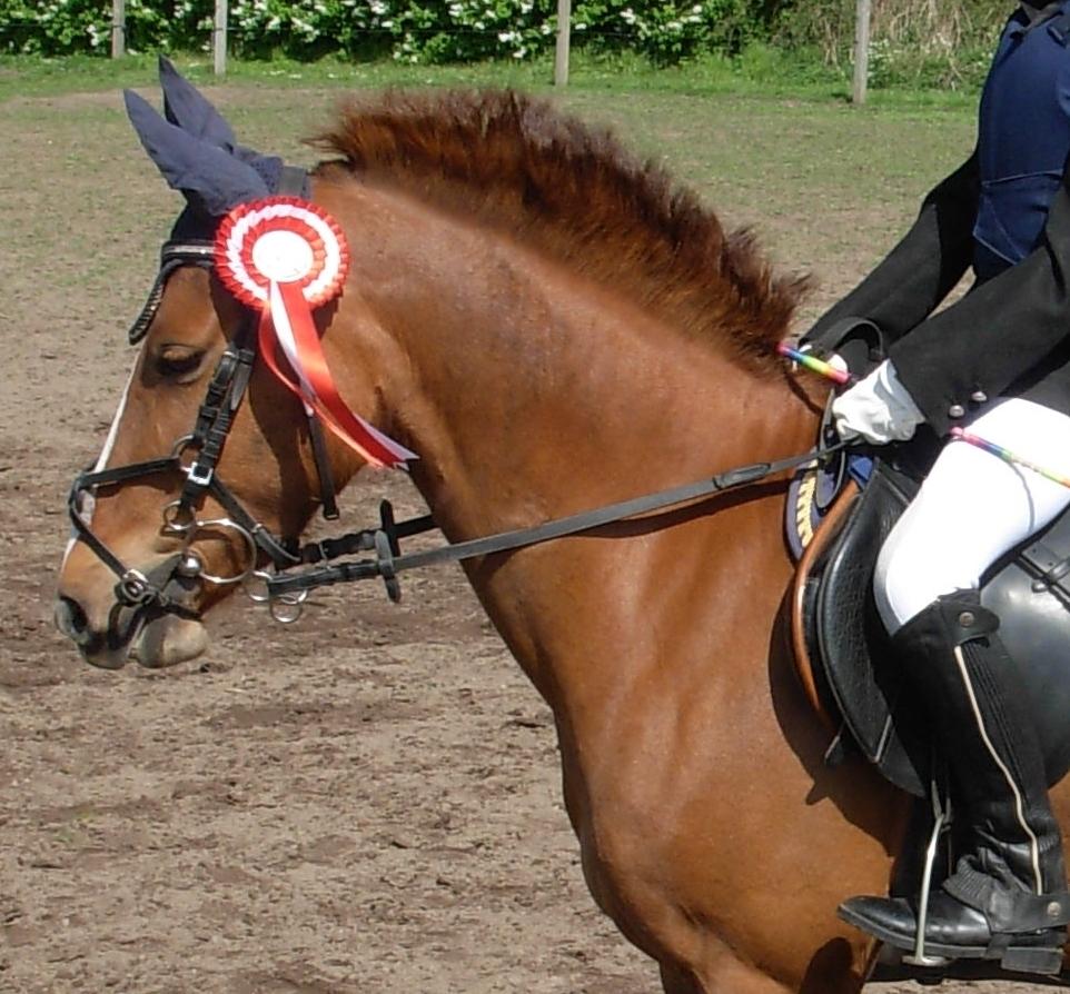 DSP Hvidelandsgårds Je'taime | solgt :( billede 9