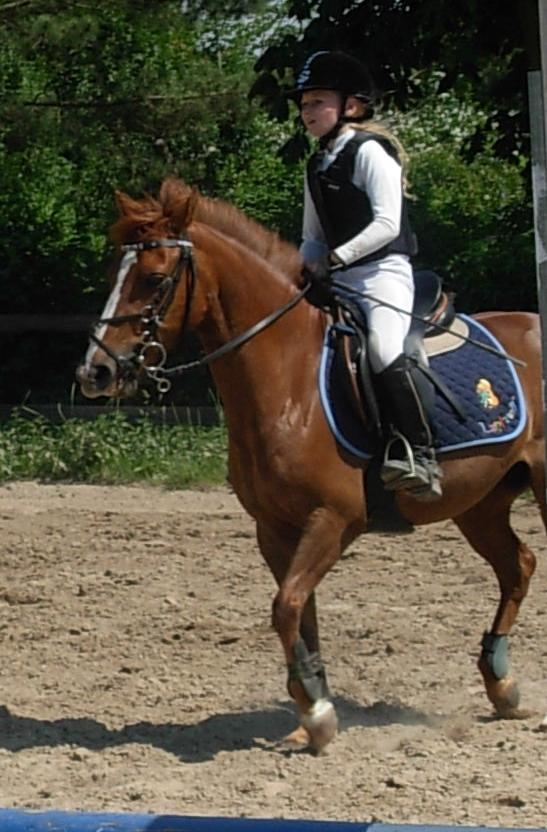 DSP Hvidelandsgårds Je'taime | solgt :( billede 10