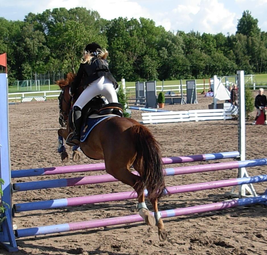 DSP Hvidelandsgårds Je'taime | solgt :( billede 11