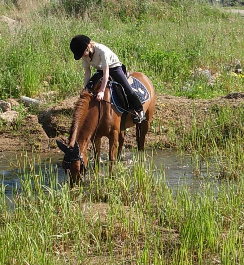 DSP Hvidelandsgårds Je'taime | solgt :( billede 12