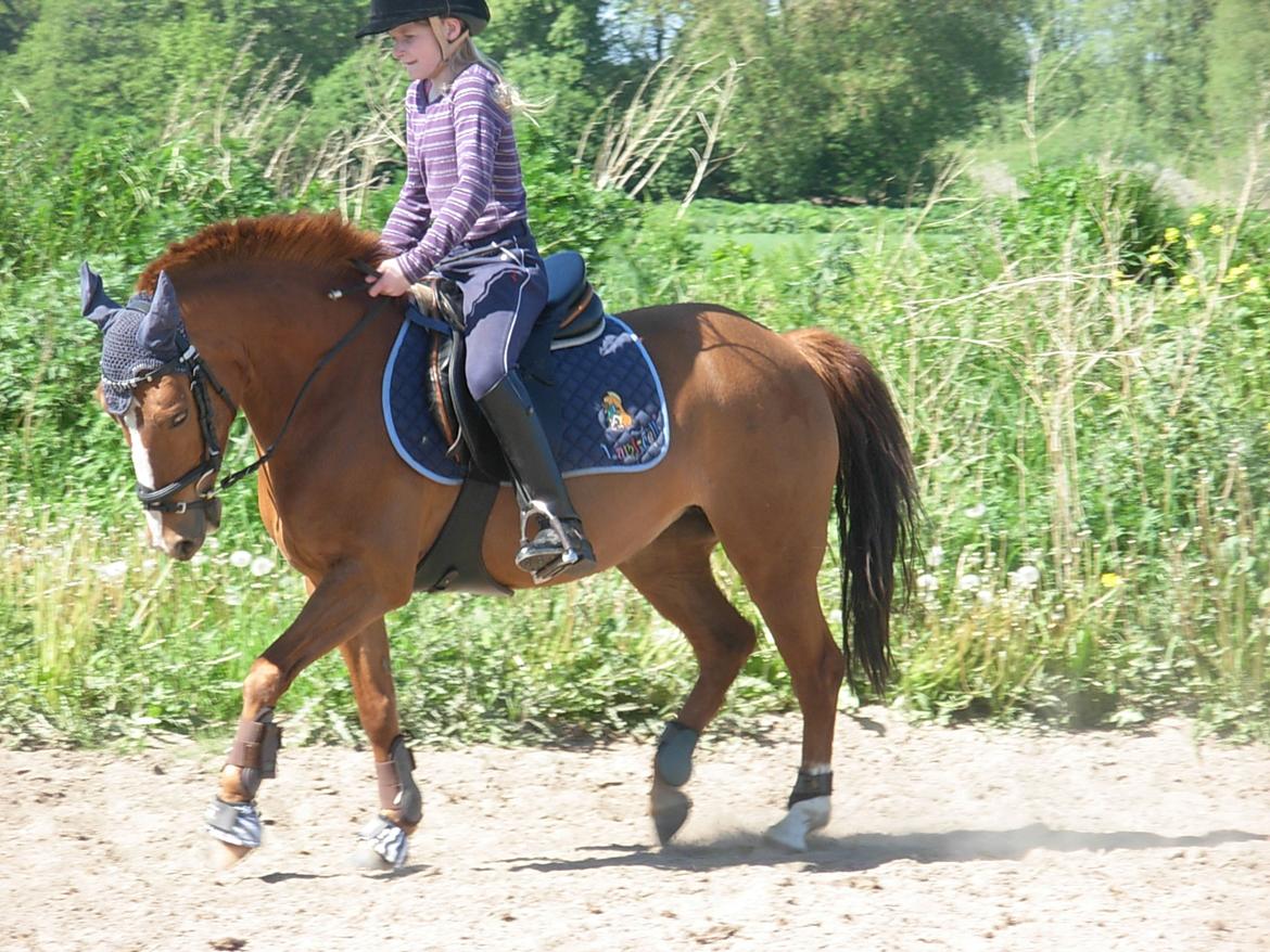 DSP Hvidelandsgårds Je'taime | solgt :( billede 13