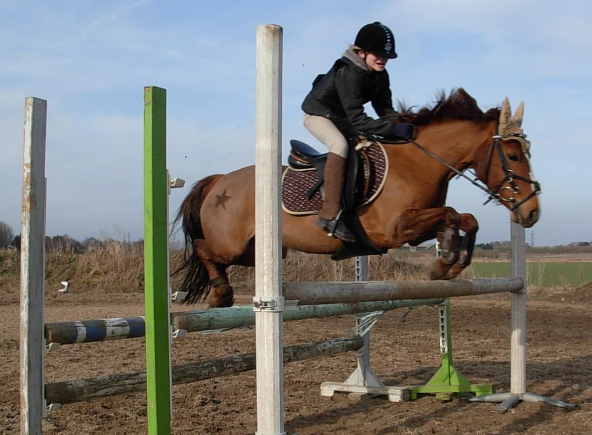 DSP Hvidelandsgårds Je'taime | solgt :( billede 14