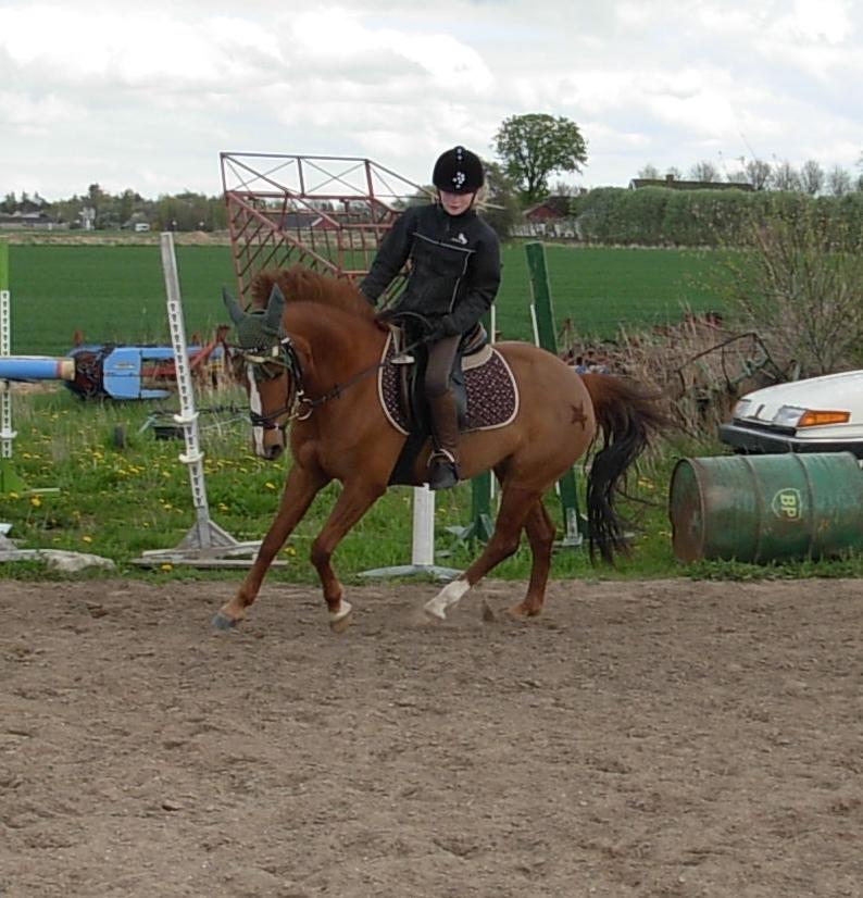 DSP Hvidelandsgårds Je'taime | solgt :( billede 15