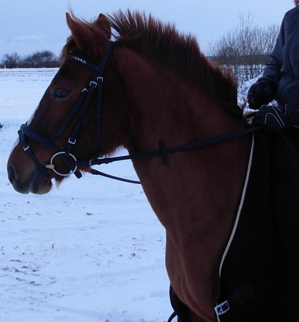 DSP Hvidelandsgårds Je'taime | solgt :( billede 16