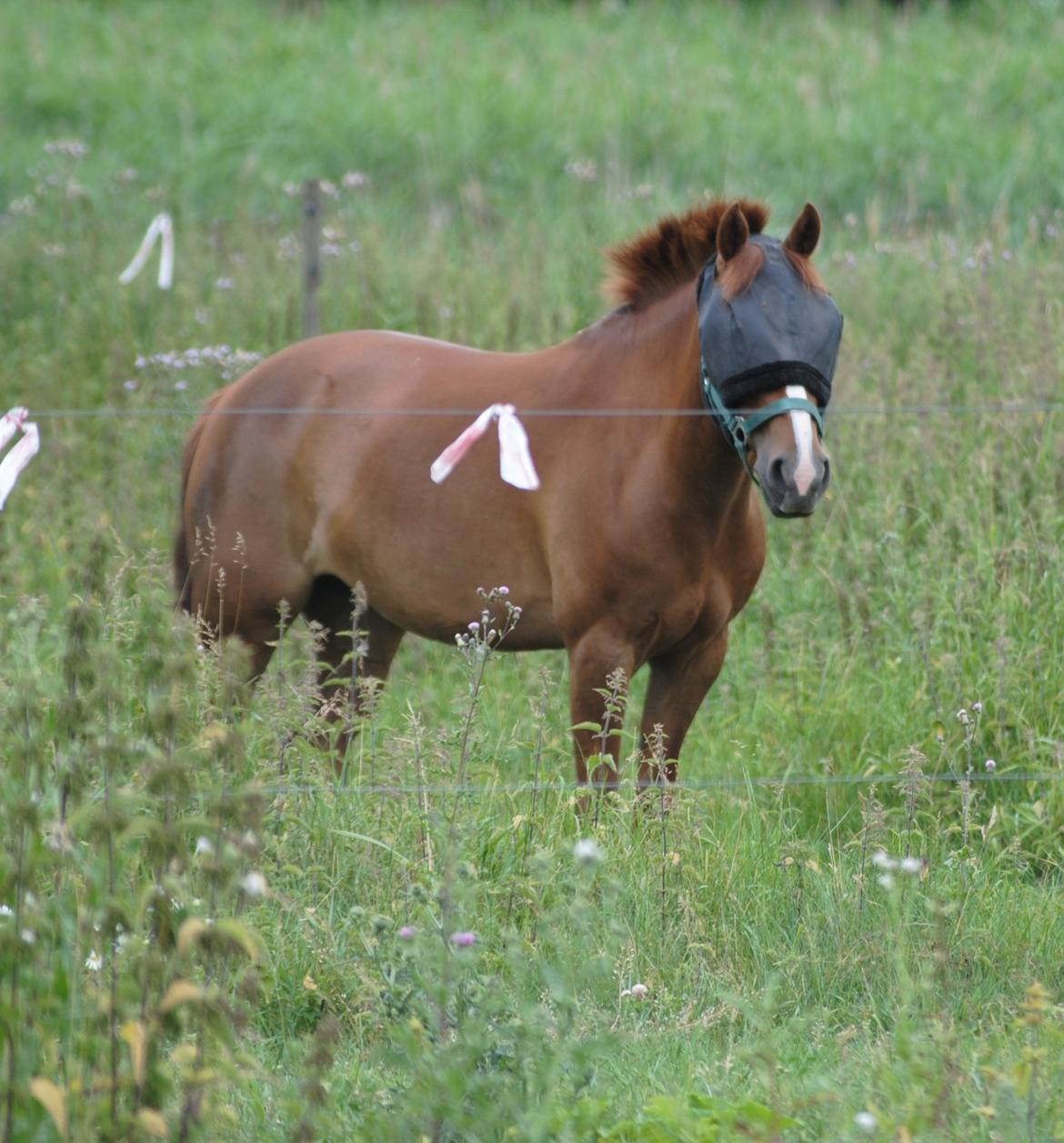 DSP Hvidelandsgårds Je'taime | solgt :( billede 17