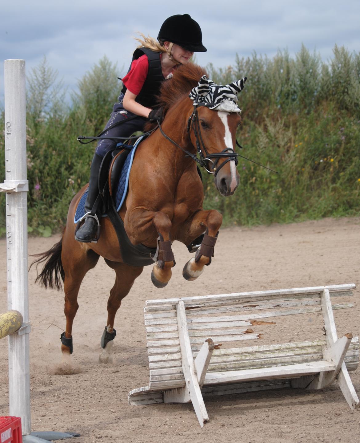 DSP Hvidelandsgårds Je'taime | solgt :( billede 18