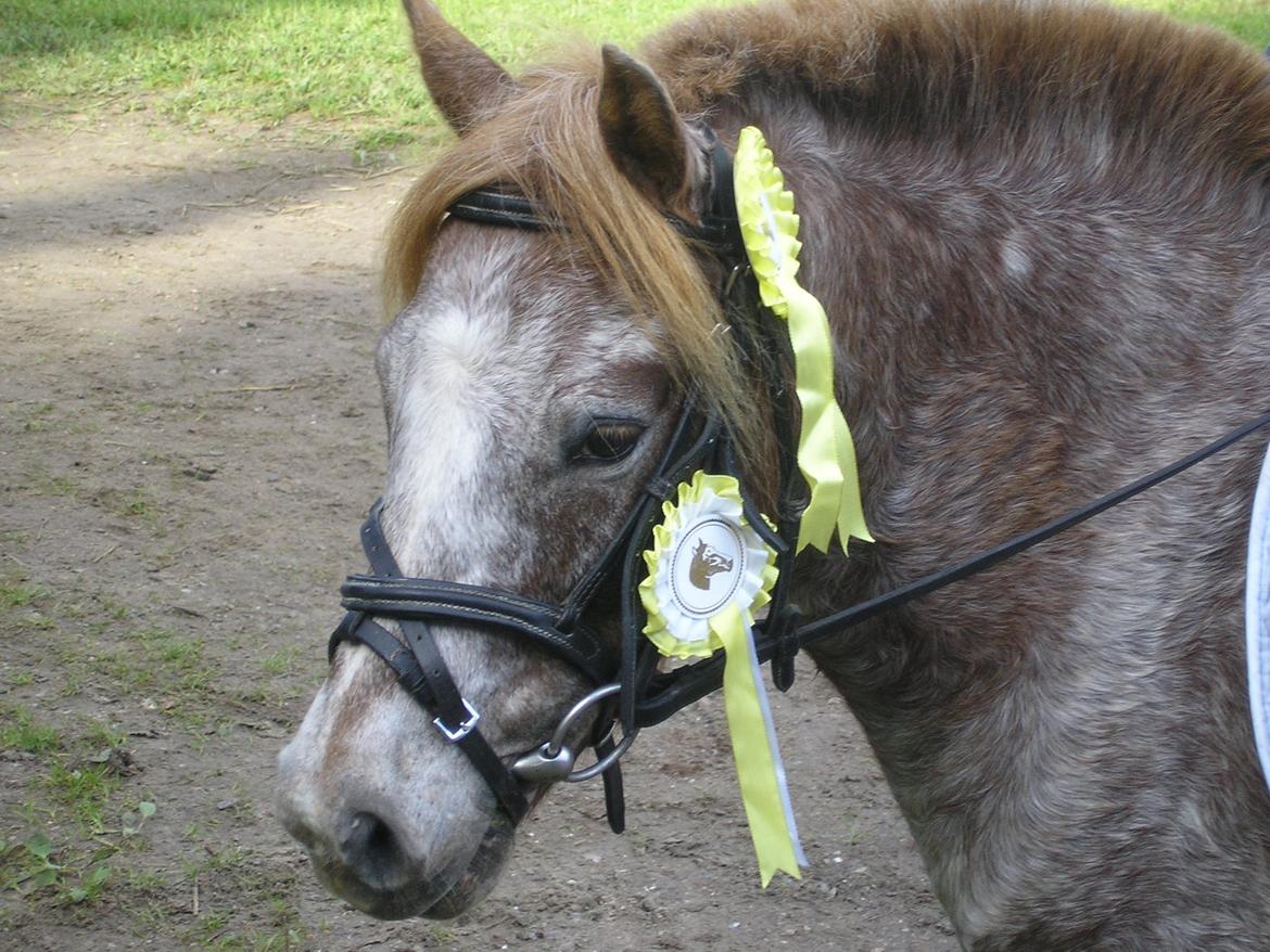 Anden særlig race Viktor  | solgt :( | R.I.P. <'3 :'(( billede 2