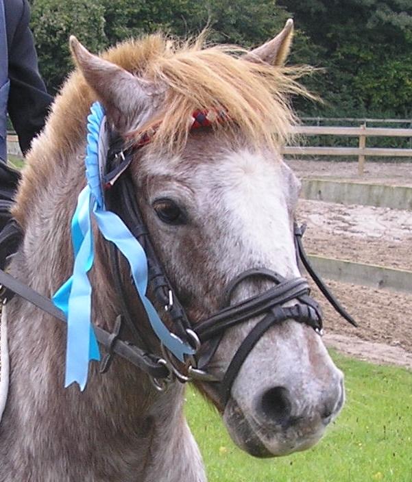 Anden særlig race Viktor  | solgt :( | R.I.P. <'3 :'(( billede 7