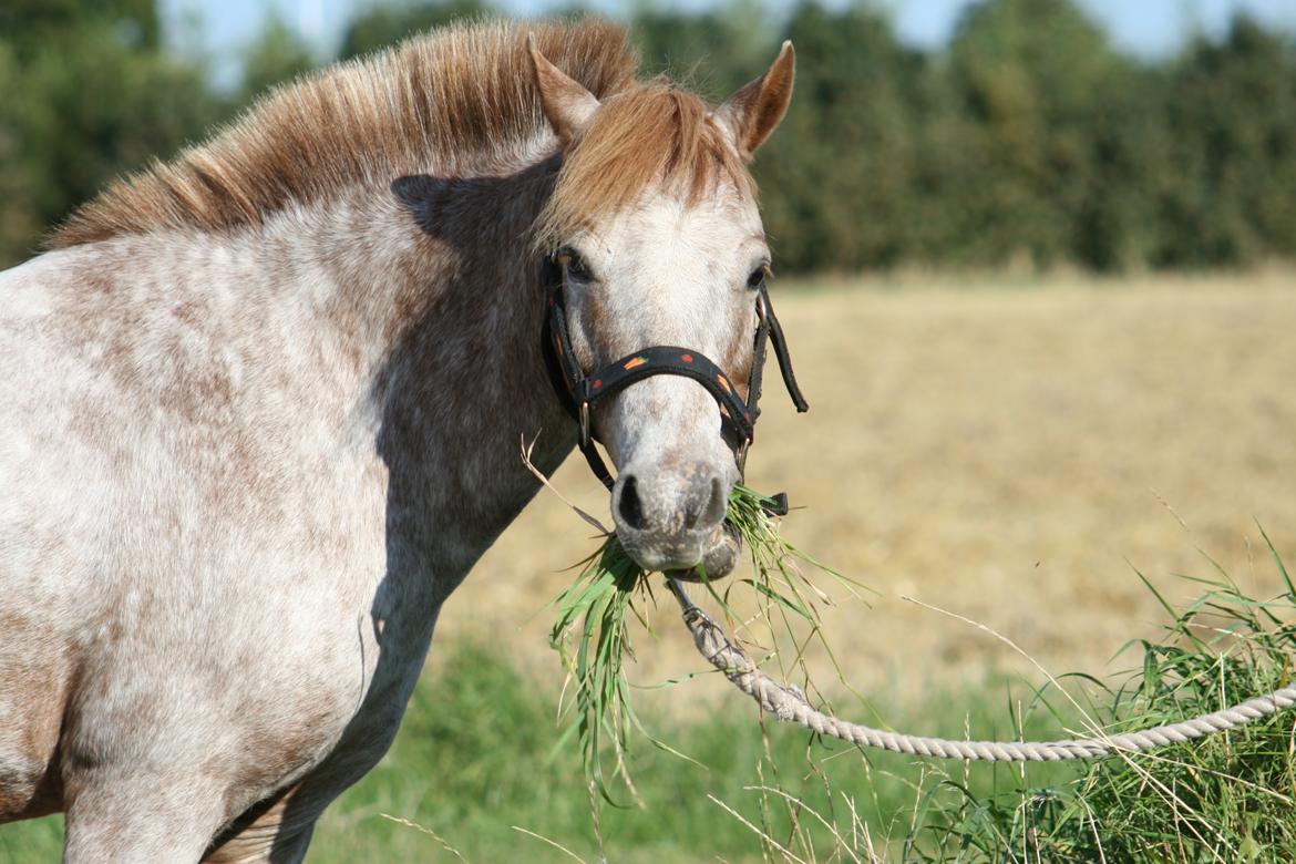 Anden særlig race Viktor  | solgt :( | R.I.P. <'3 :'(( billede 8