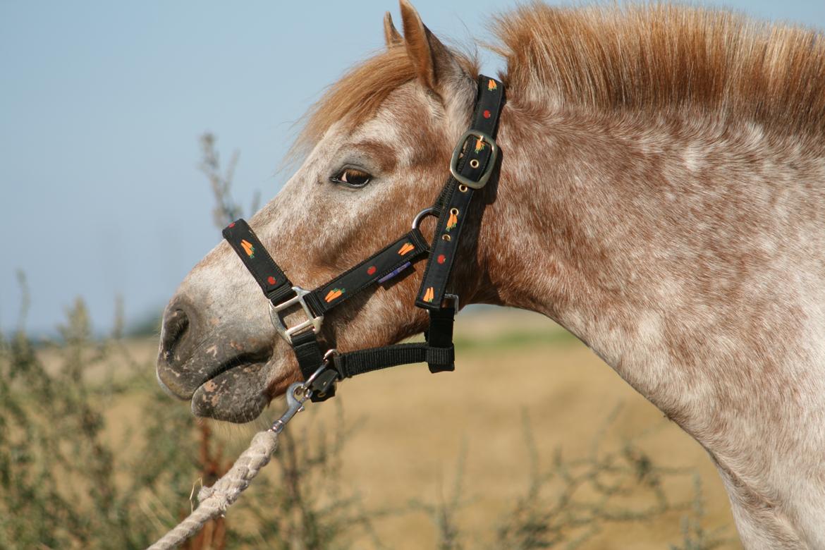 Anden særlig race Viktor  | solgt :( | R.I.P. <'3 :'(( billede 9