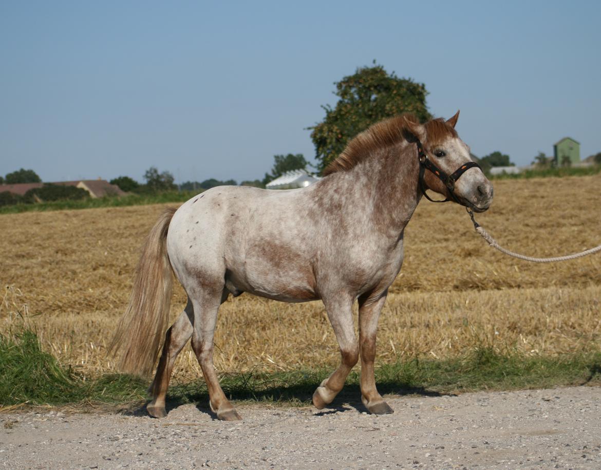 Anden særlig race Viktor  | solgt :( | R.I.P. <'3 :'(( billede 10