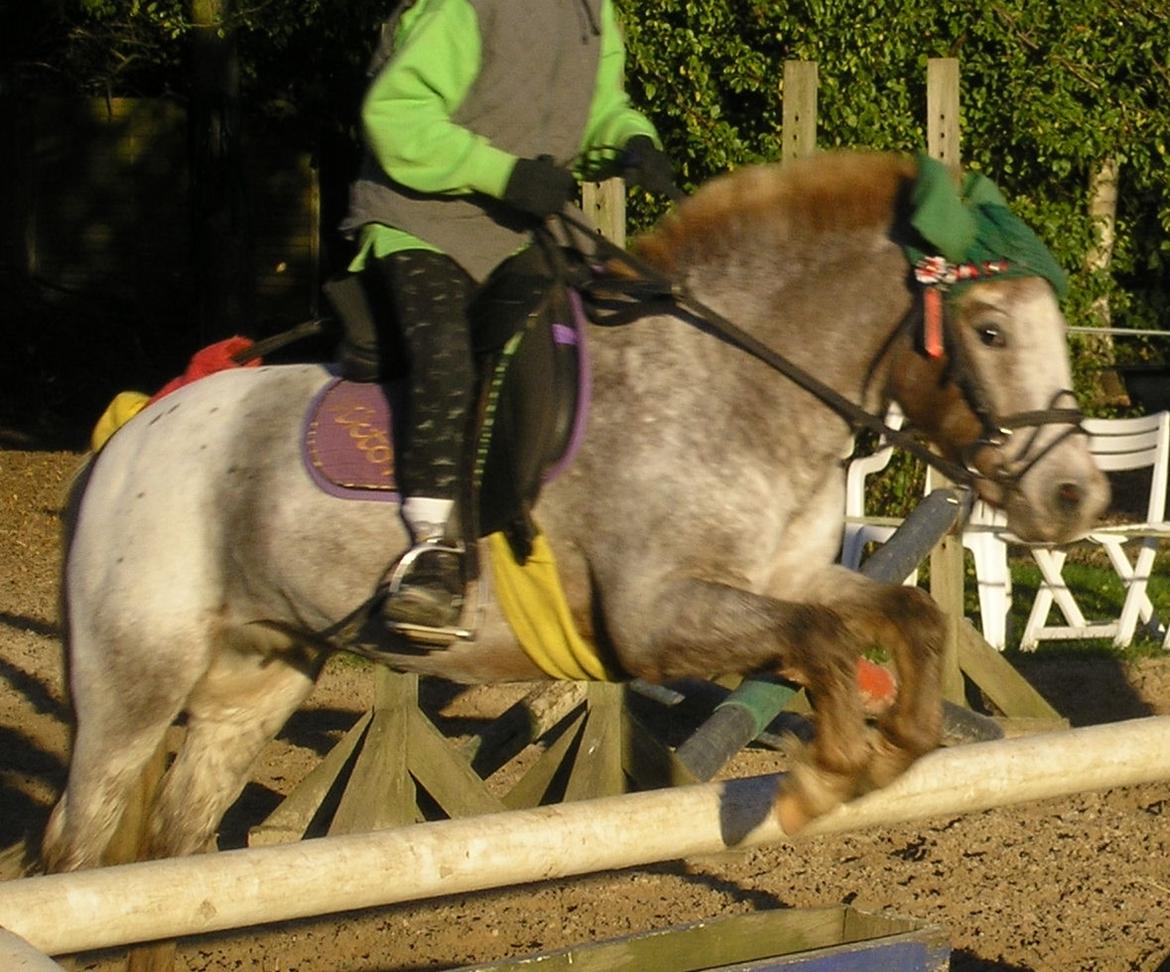 Anden særlig race Viktor  | solgt :( | R.I.P. <'3 :'(( billede 13