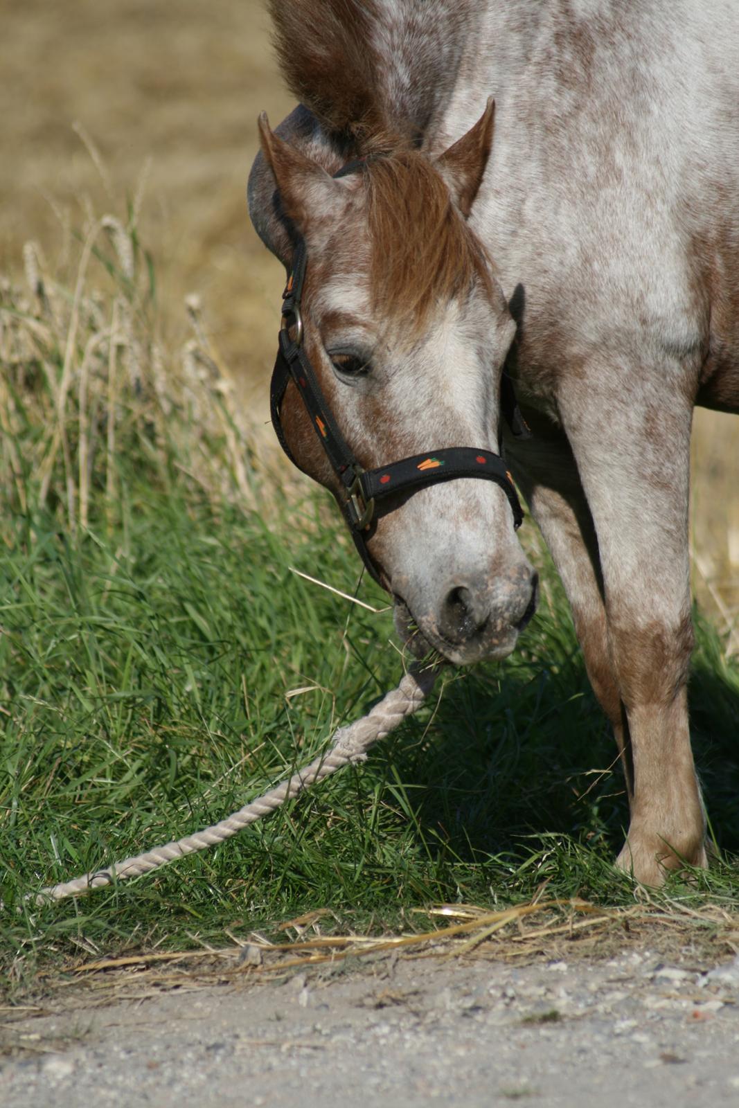 Anden særlig race Viktor  | solgt :( | R.I.P. <'3 :'(( billede 16