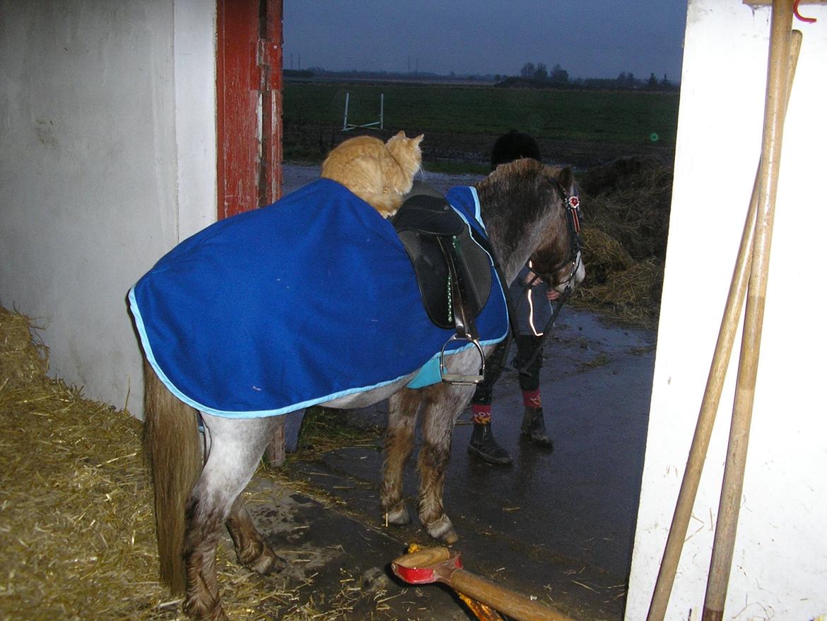 Anden særlig race Viktor  | solgt :( | R.I.P. <'3 :'(( billede 19