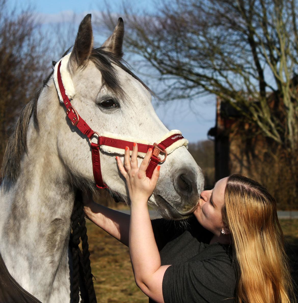 Dansk Varmblod Lambrié Vejen (Avlshoppe) - NYT: Nu 10 år gammel, og 3 år ved min side <3 Du er det bedste jeg ved <3 billede 4