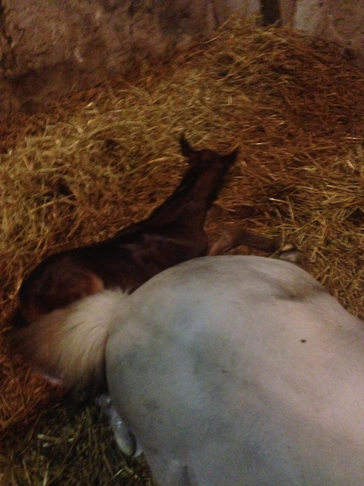 Welsh Partbred (Sec F) Vanmann's Cupcake billede 2