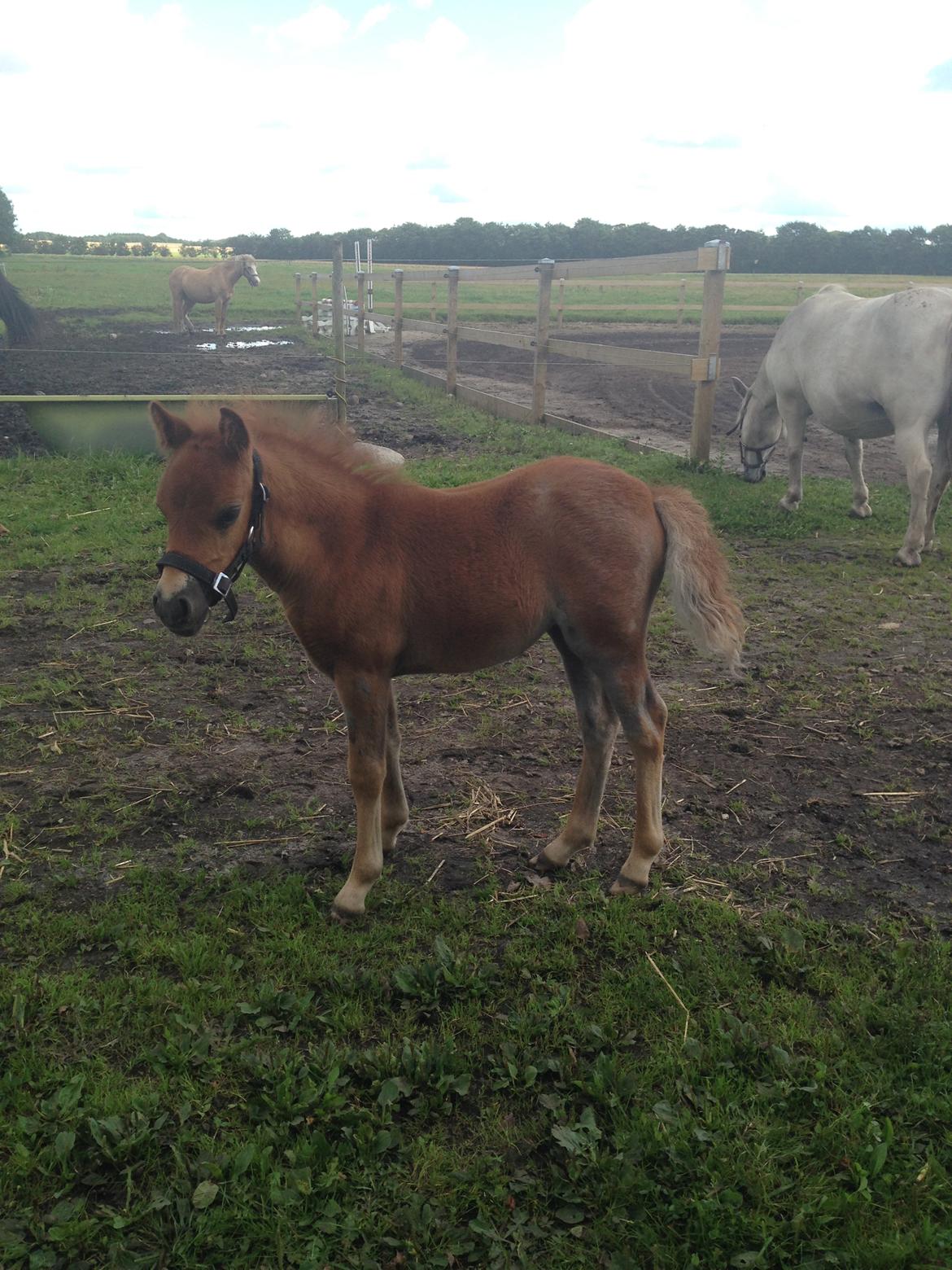 Welsh Partbred (Sec F) Vanmann's Cupcake billede 1