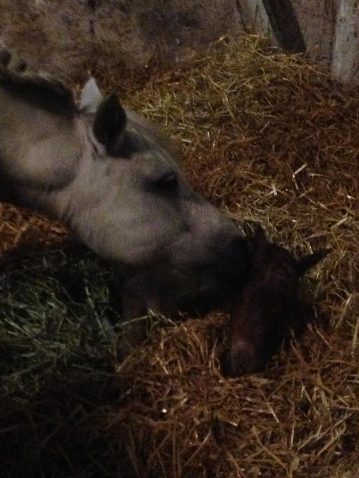 Welsh Partbred (Sec F) Vanmann's Cupcake billede 4