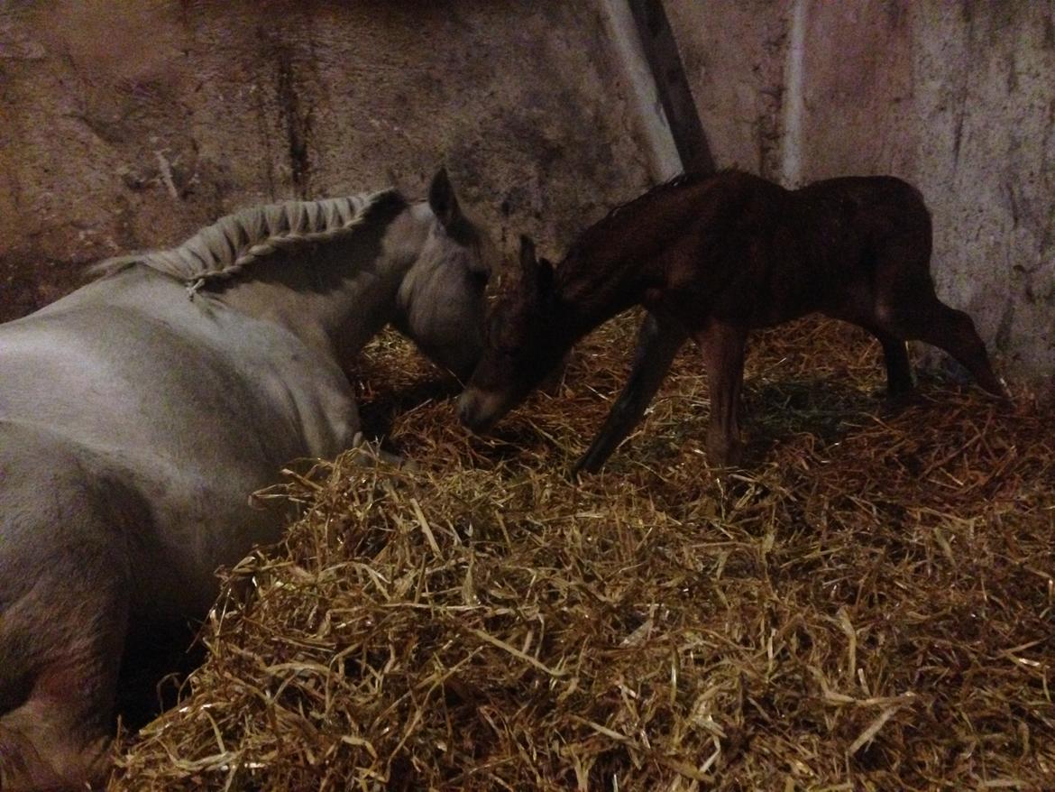 Welsh Partbred (Sec F) Vanmann's Cupcake billede 5