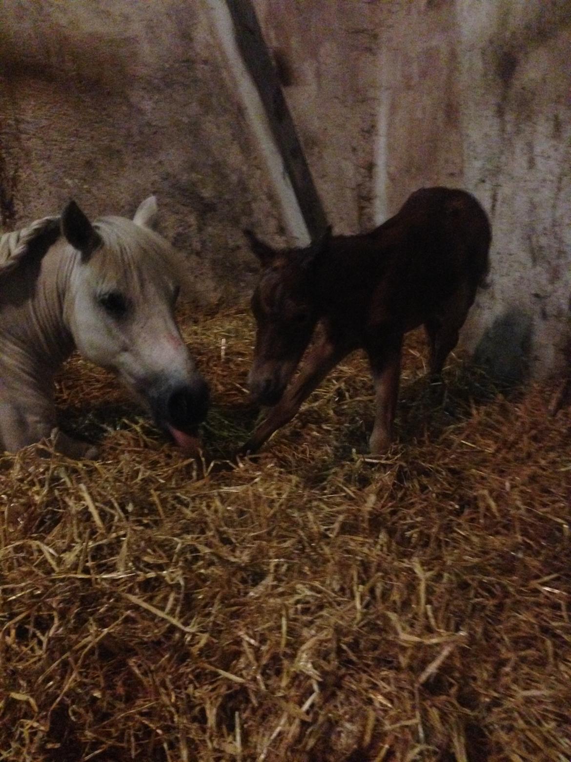 Welsh Partbred (Sec F) Vanmann's Cupcake billede 3