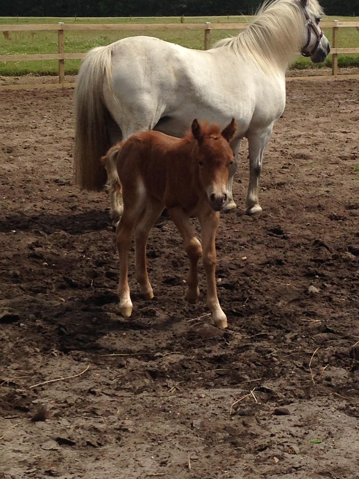 Welsh Partbred (Sec F) Vanmann's Cupcake billede 6