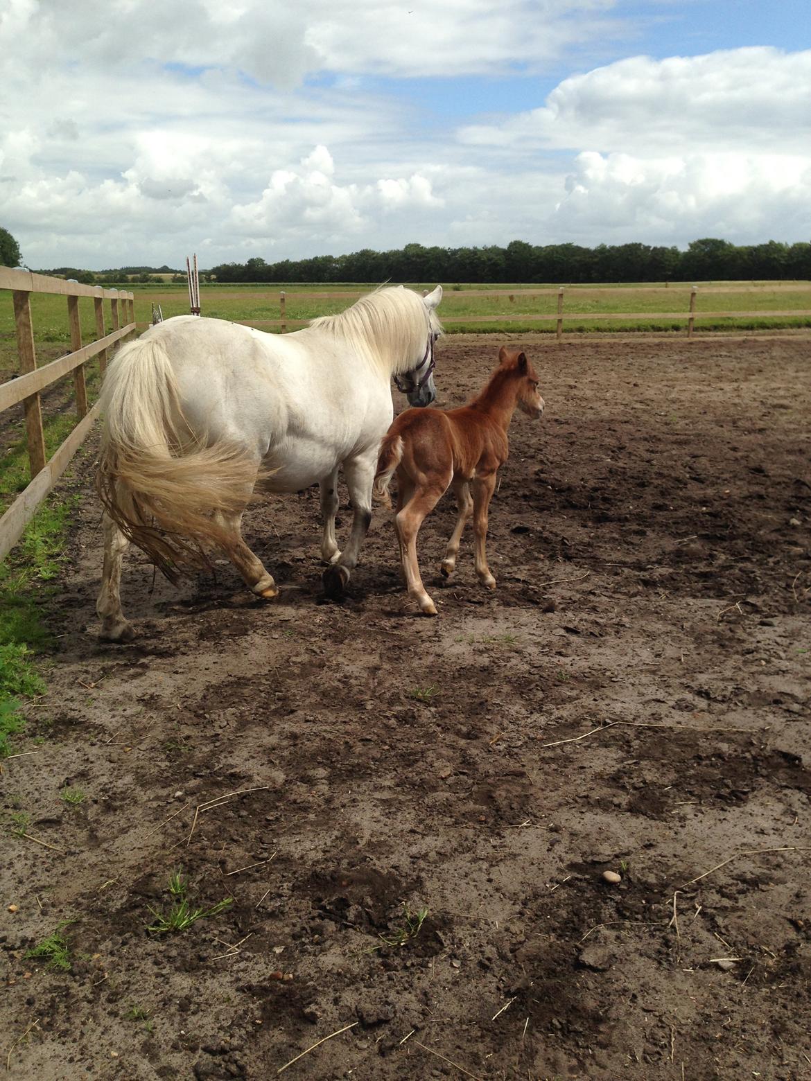 Welsh Partbred (Sec F) Vanmann's Cupcake billede 7