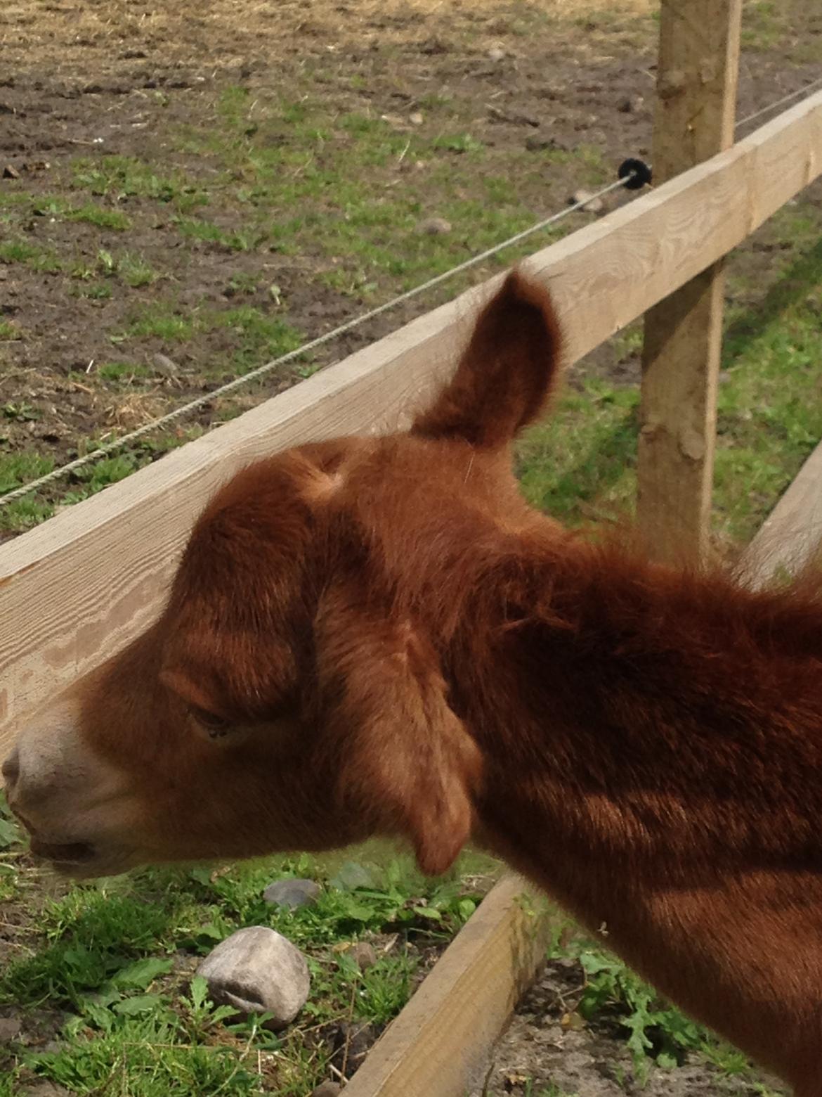 Welsh Partbred (Sec F) Vanmann's Cupcake billede 9