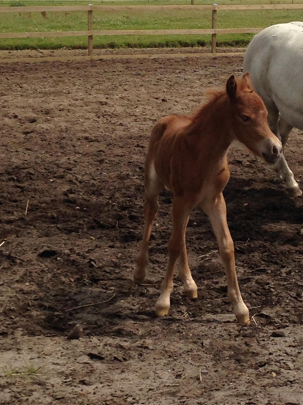 Welsh Partbred (Sec F) Vanmann's Cupcake billede 8