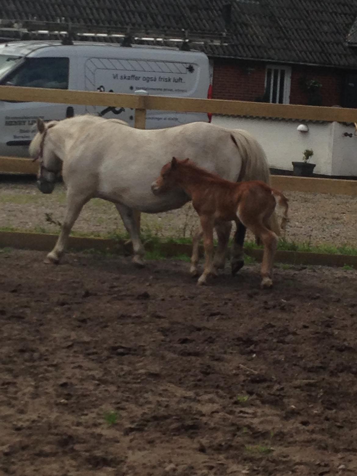 Welsh Partbred (Sec F) Vanmann's Cupcake billede 11