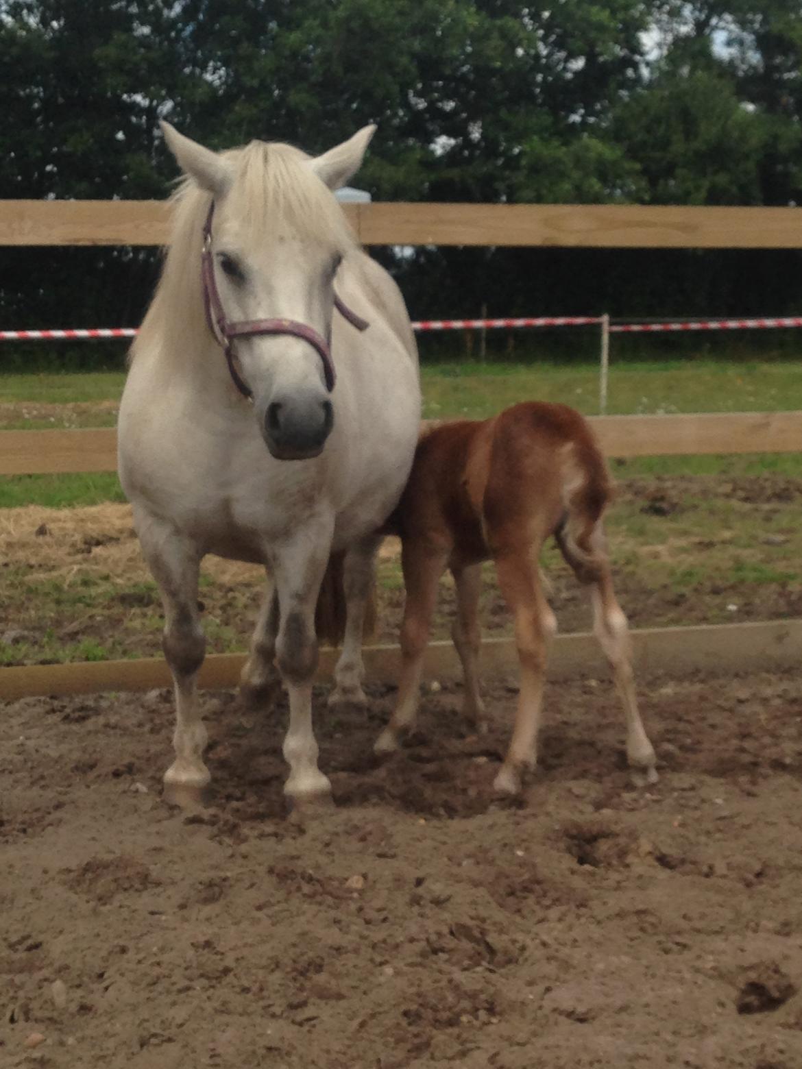 Welsh Partbred (Sec F) Vanmann's Cupcake billede 10
