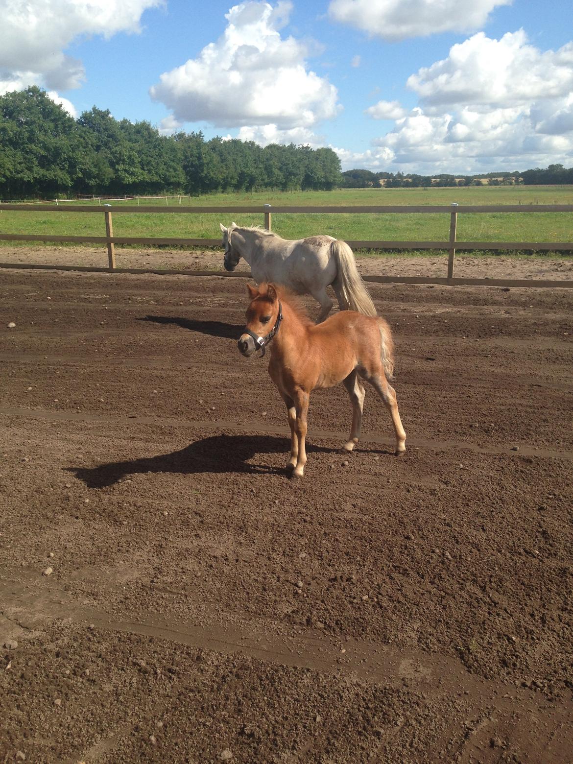 Welsh Partbred (Sec F) Vanmann's Cupcake billede 12