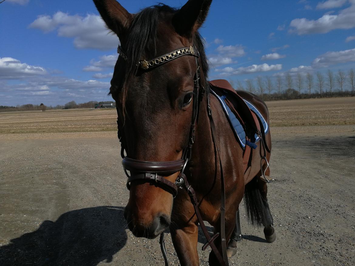 Trakehner Løvegårdens Mads Wito  billede 1